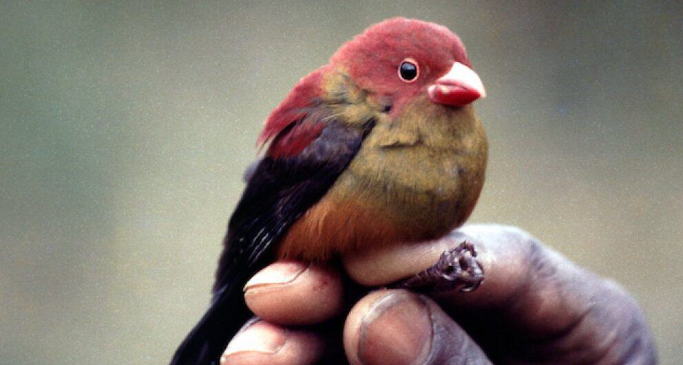 Four enchanting experiences to have in Bwindi Impenetrable Forest