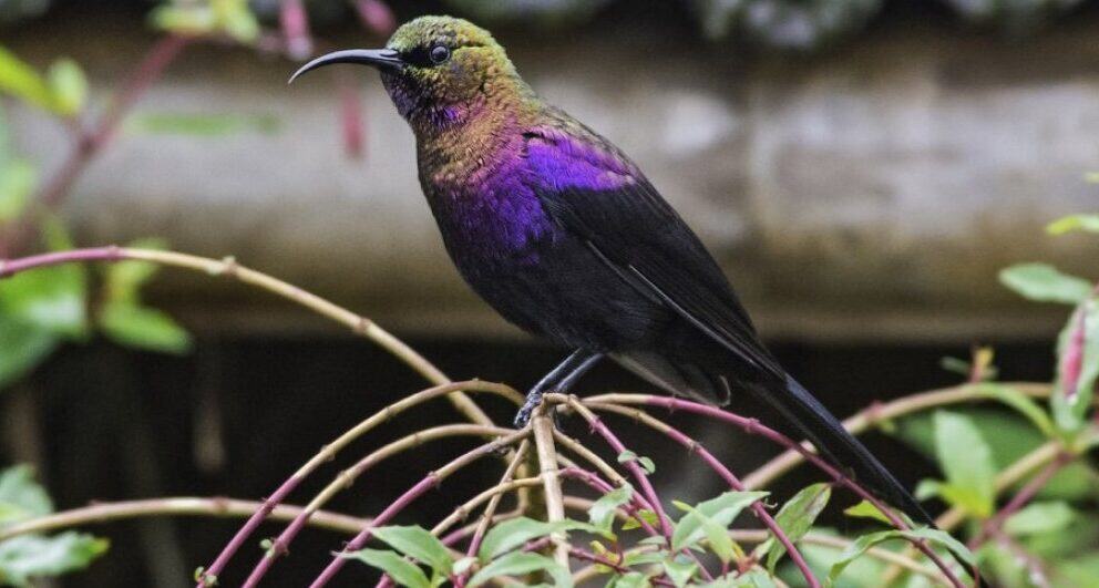 Climbing Mount Kenya: a great alternative to trekking Mount Kilimanjaro