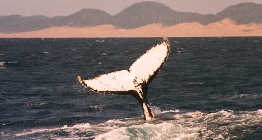 isimangaliso wetland park south africa whale
