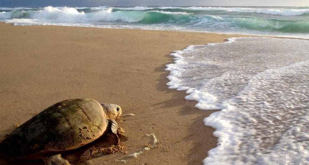 isimangaliso wetland park south africa turtle tracking