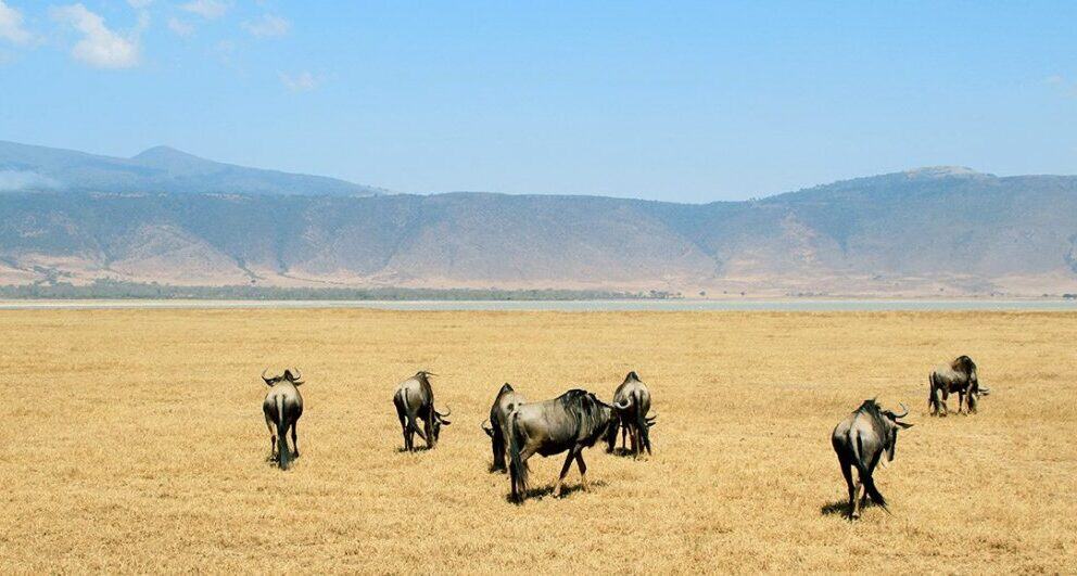 HerdTracker migration safari: Tanzania or Kenya?