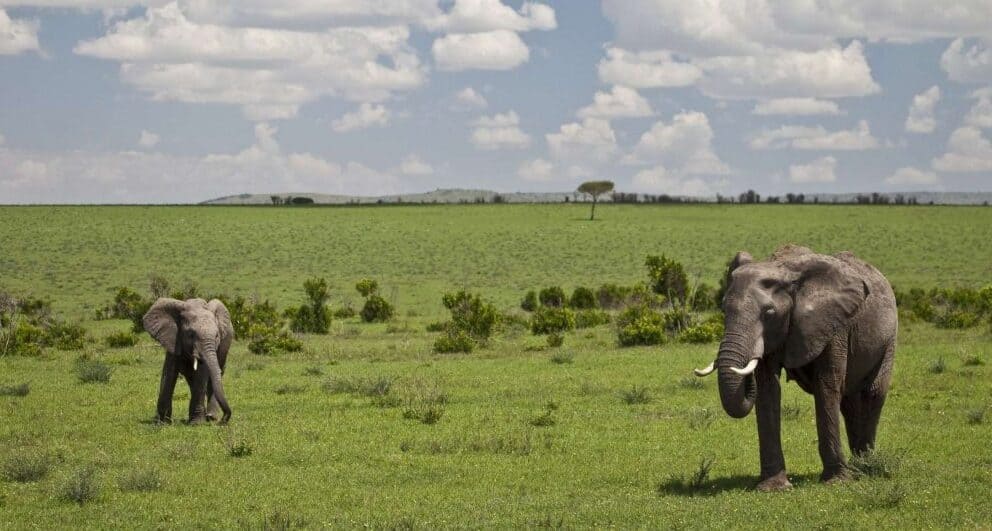HerdTracker migration safari: Tanzania or Kenya?