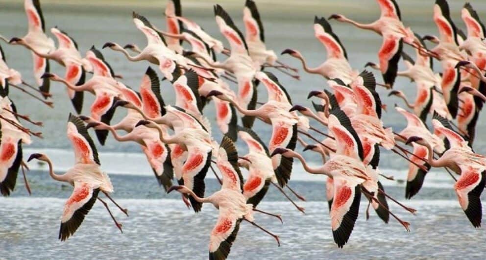 HerdTracker migration safari: Tanzania or Kenya?