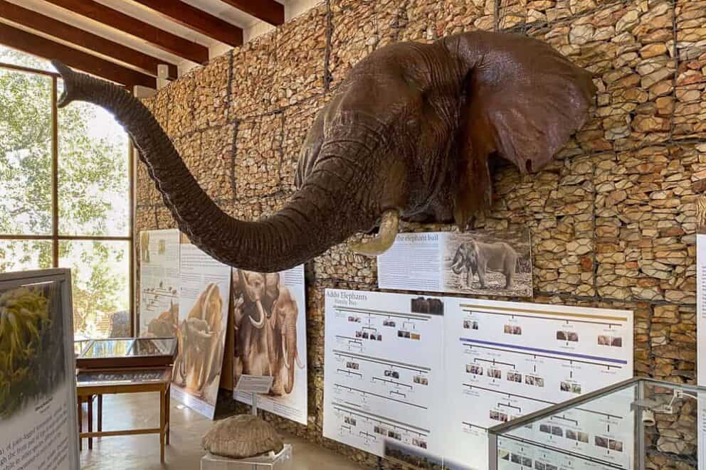 Model of Hapoor's head with his distinctive ear in Addo Elephant National Park