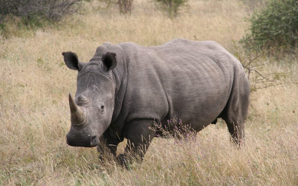 A white rhino standing in the savannah