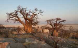 Baobab trees in Botswana | Photo: hbieser via pixabay