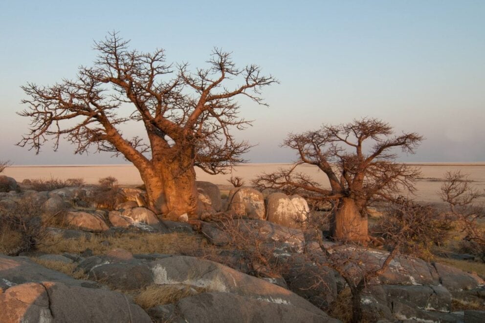 Baobab trees in Botswana | Photo: hbieser via pixabay