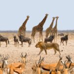 Animals in Namibia | Photo: kolibri5 via pixabay