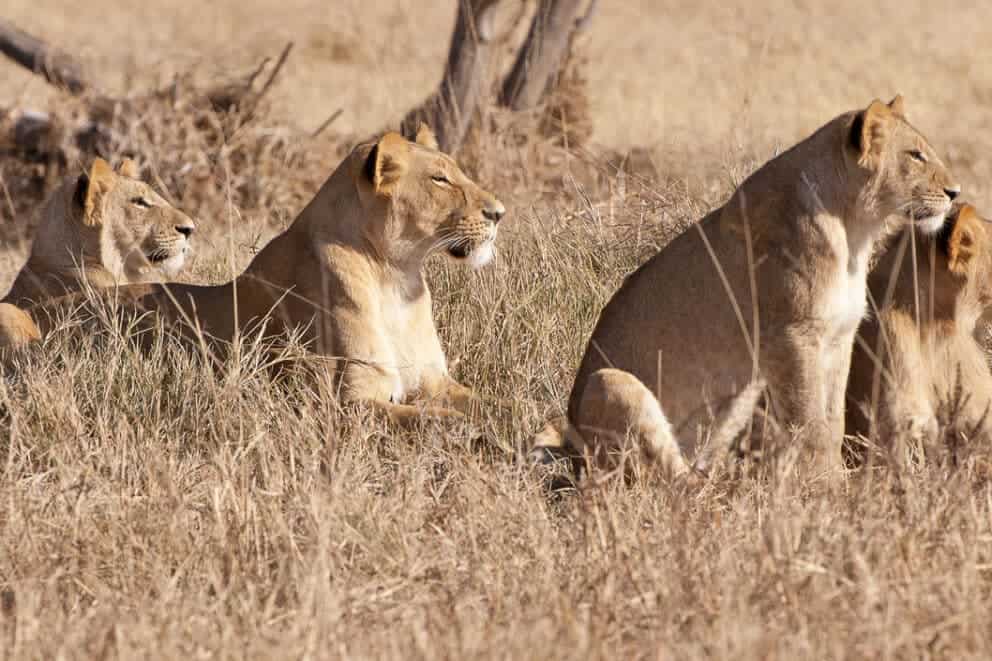 Lions preparing for the hunt in the Savuti Marsh, Botswana.