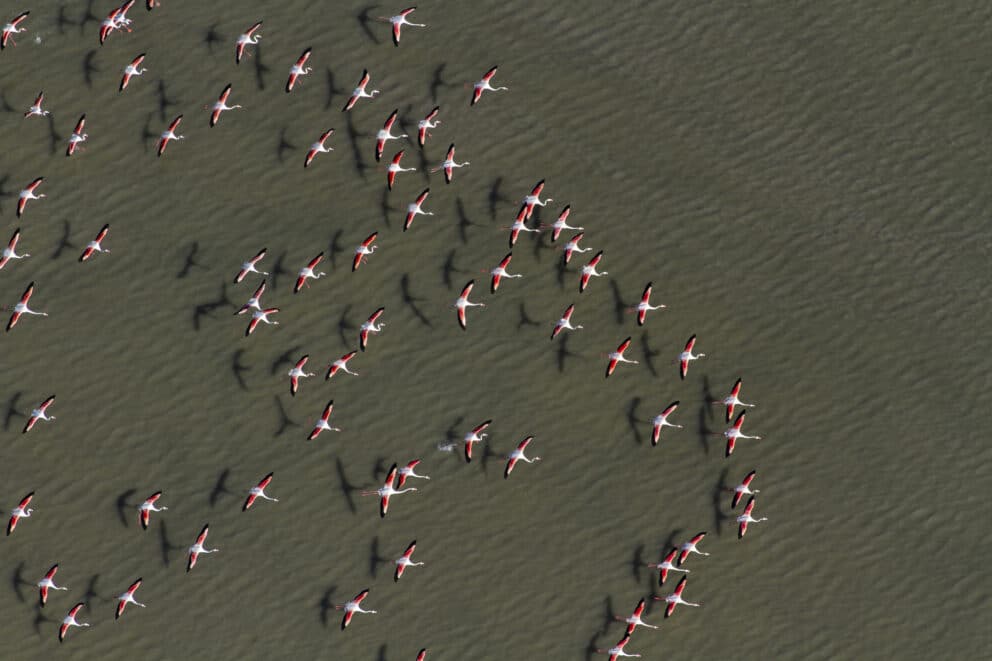 Aerial view of flamingo flying across Sowa Pan in Makgadikgadi Pans National Park. Botswana.
