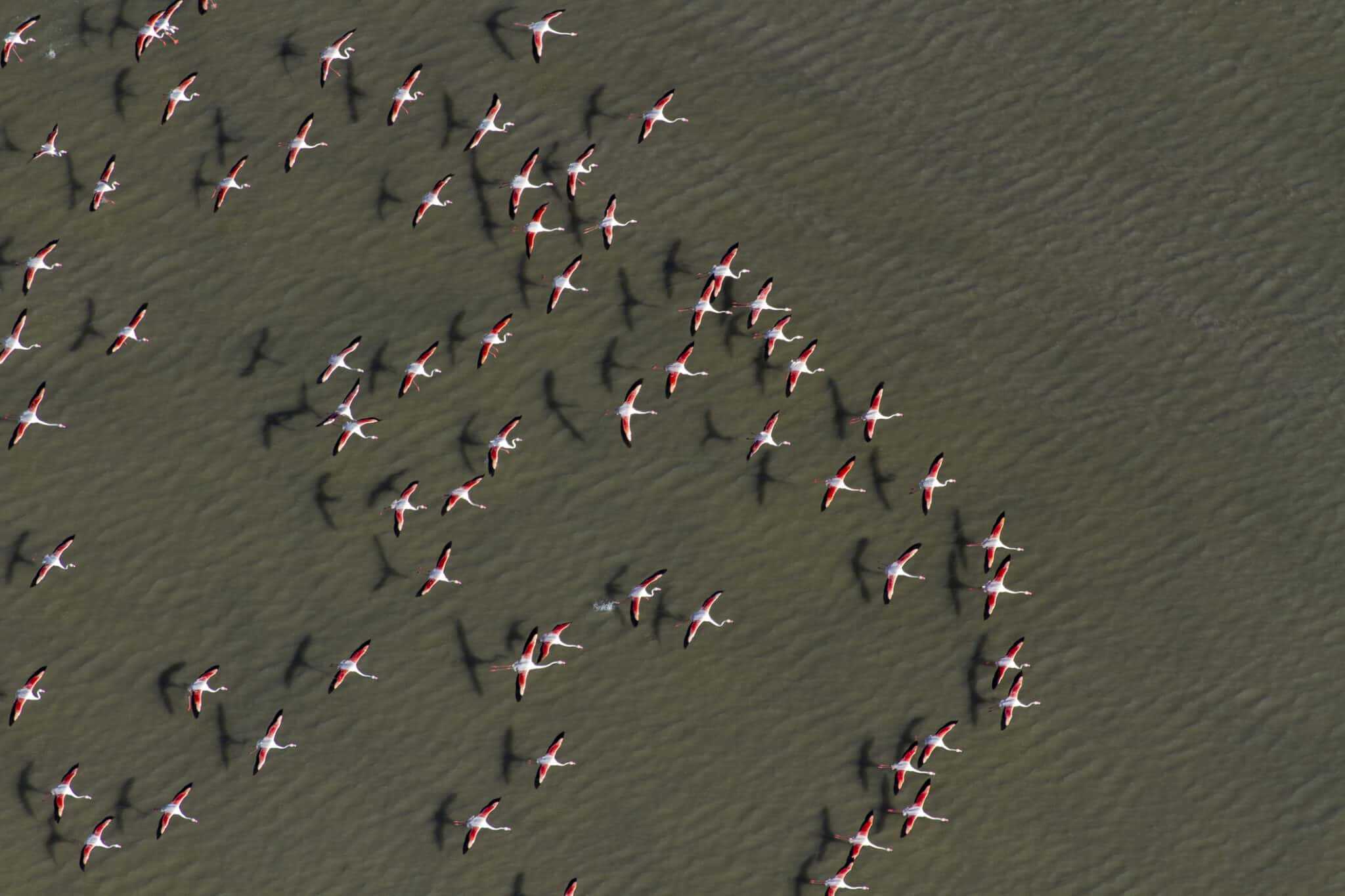 Aerial view of flamingo flying across Sowa Pan in Makgadikgadi Pans National Park. Botswana.
