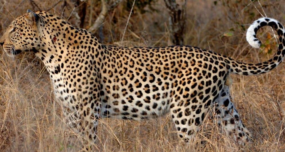 Leopard in Botswana.