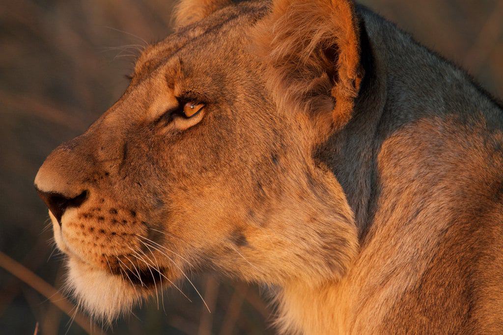Close up of a lioness at golden hour, slay queen