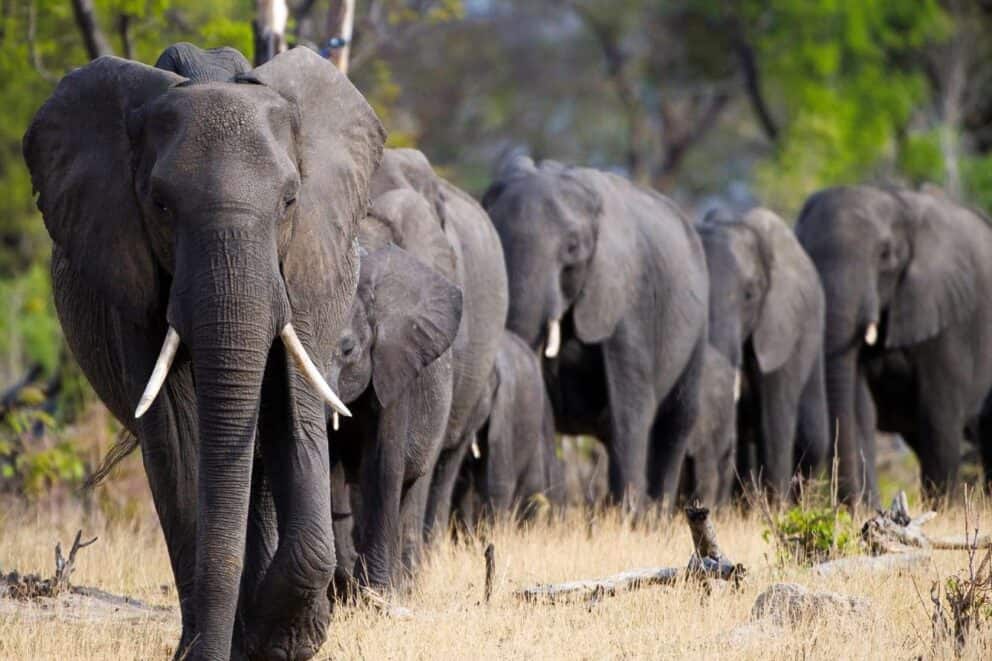 Elephants in Chobe National Park, Botswana.