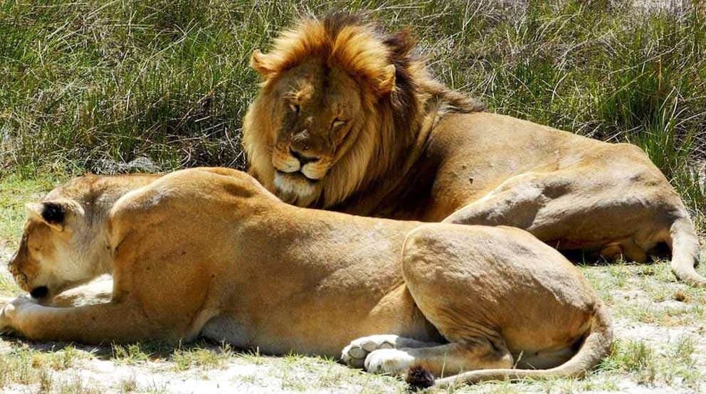 Lions basking in the sun, Botswana.