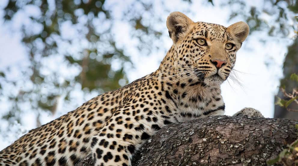 Leopard in Moremi Game Reserve, Botswana.