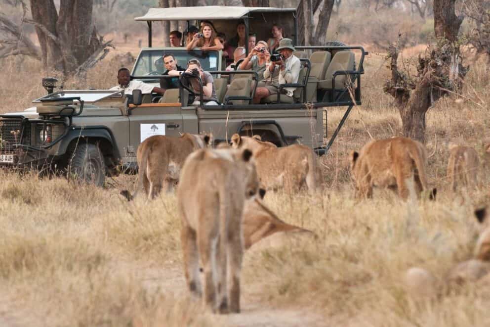 Safari vehicle observing lions, Botswana.