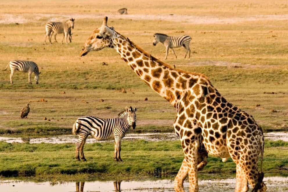 Giraffe passing zebras in Botswana.
