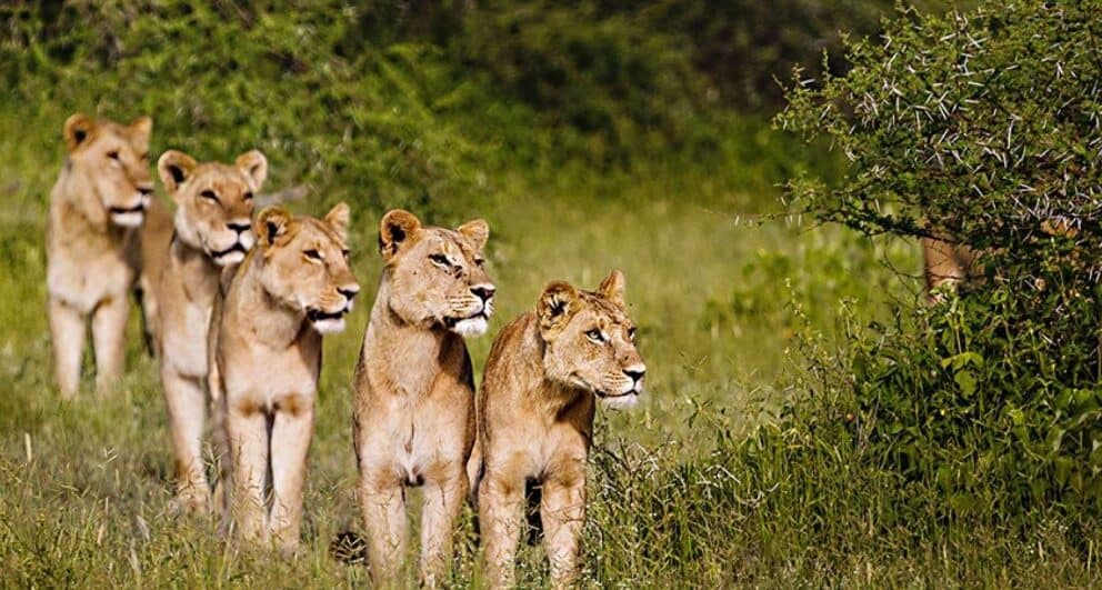 Lionesses preparing for the hunt, Botswana.