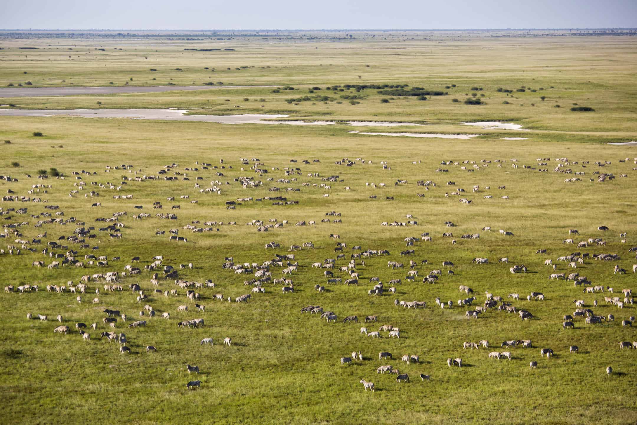san camp zebra migration