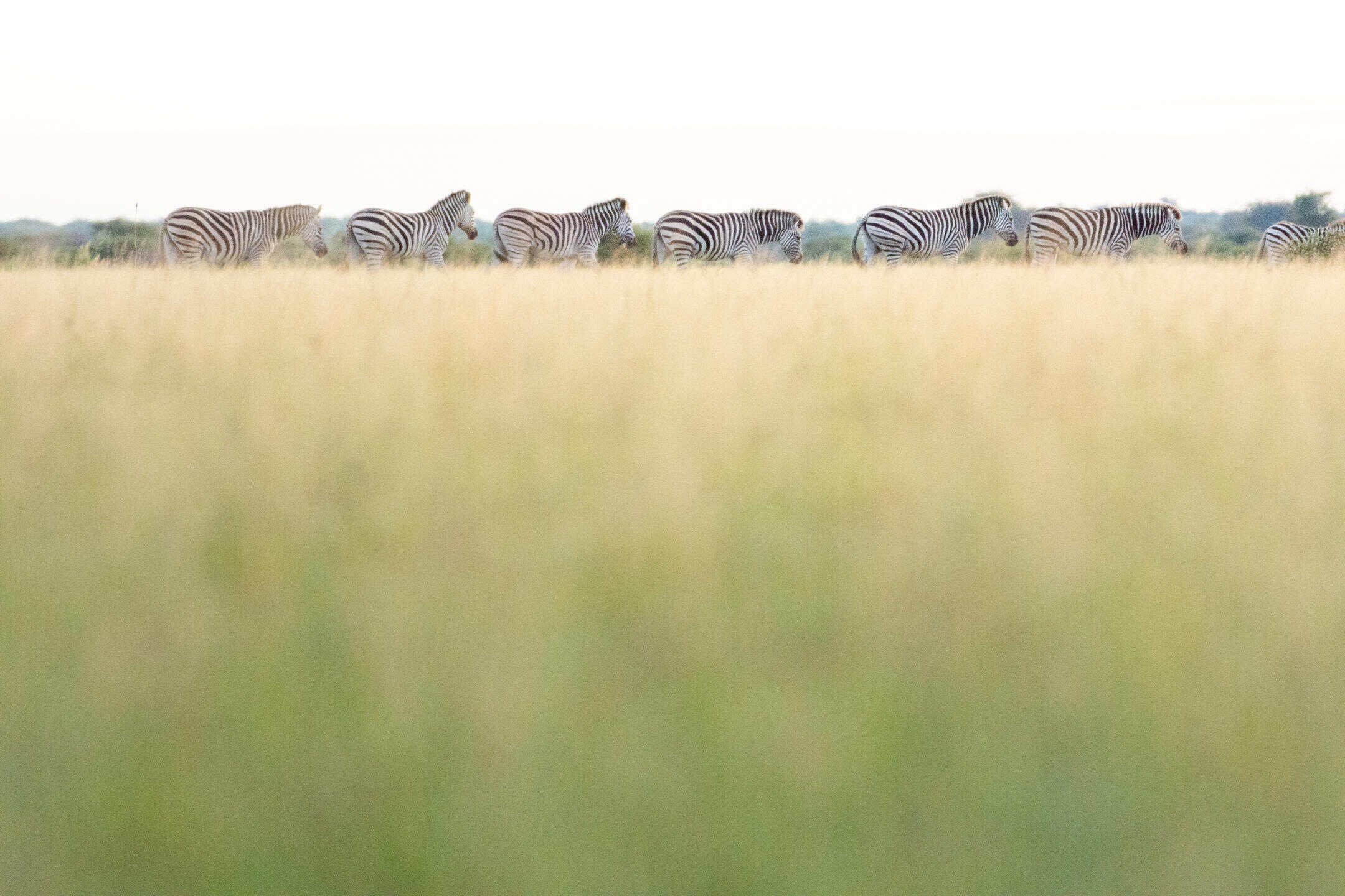 Nxai Pan Zebra Migration 