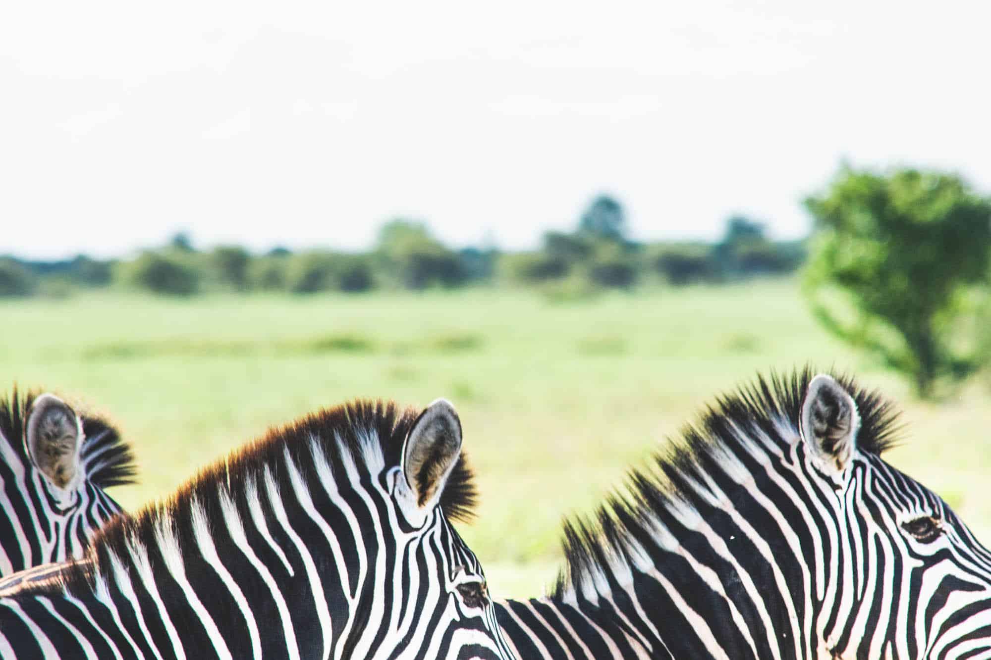 Nxai Pan Zebra Migration
