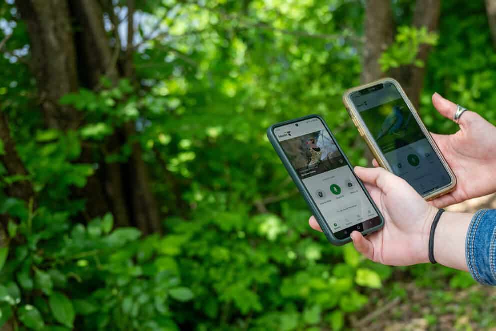 Smartphones displaying the Merlin Bird ID app.