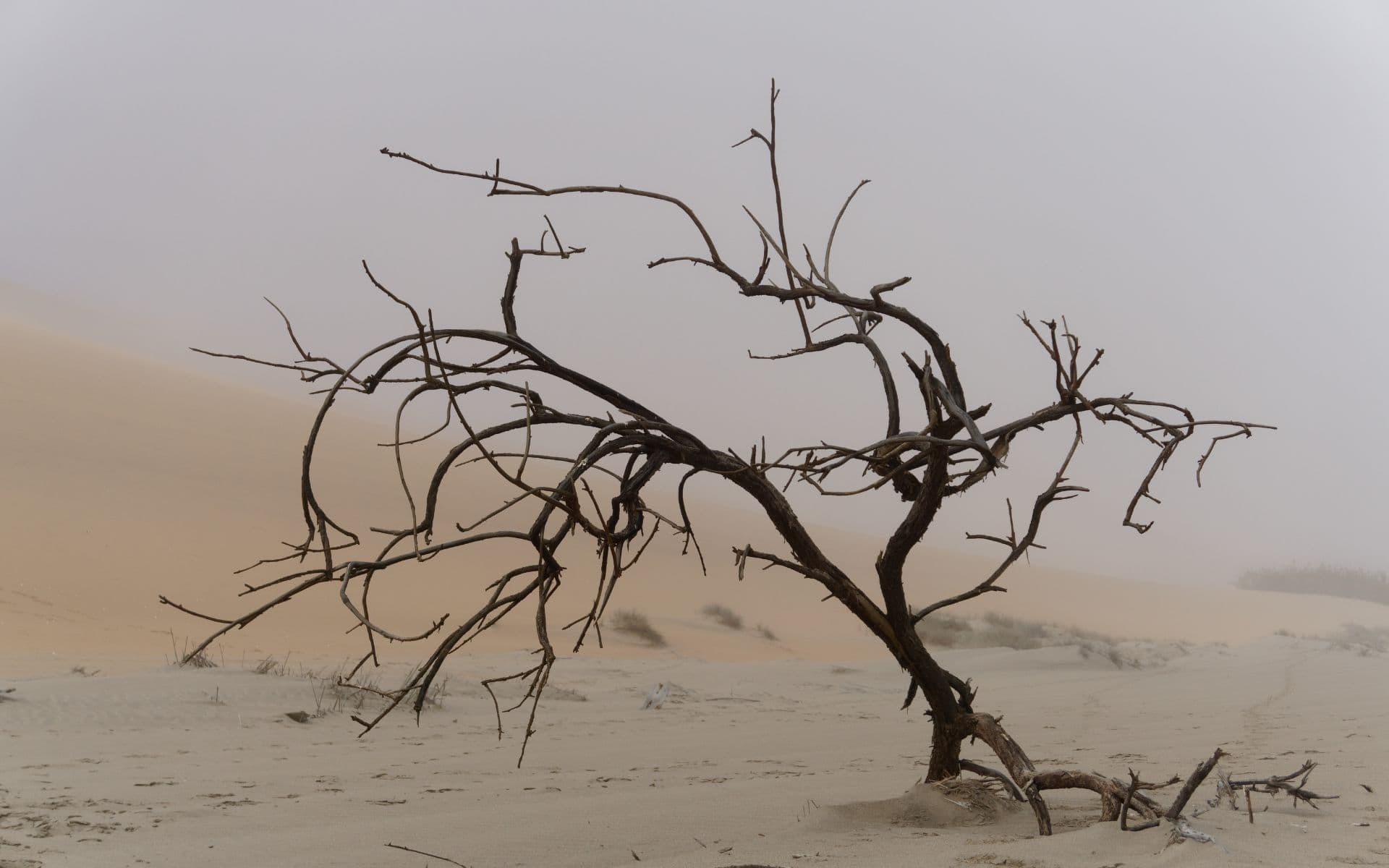 A misty and rainy day in Namibia