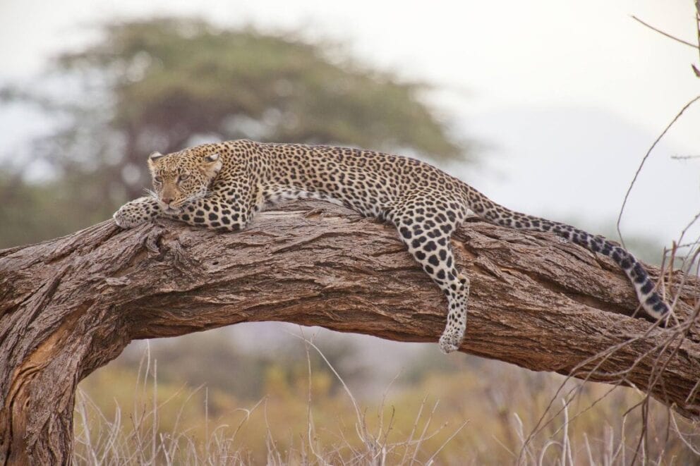 Leopard resting on a tree trunk in Kenya