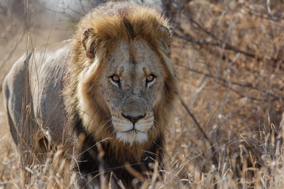 Up close view of a lion in Kruger National Park, South Africa