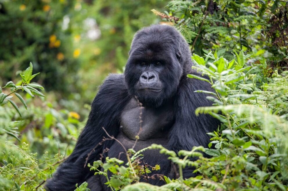 Gorilla sitting in dense vegetation in Volcanoes National Park, Rwanda