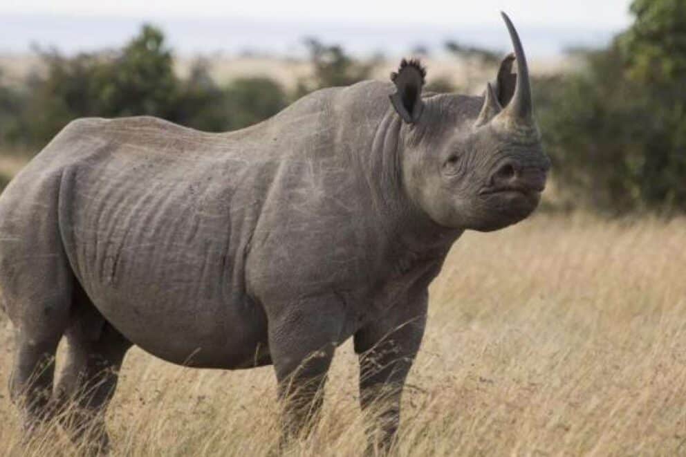 Rhino in Kenya.