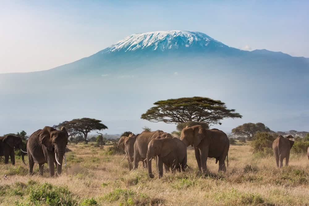 Elephants with Mount Kenya in the background, Kenya.