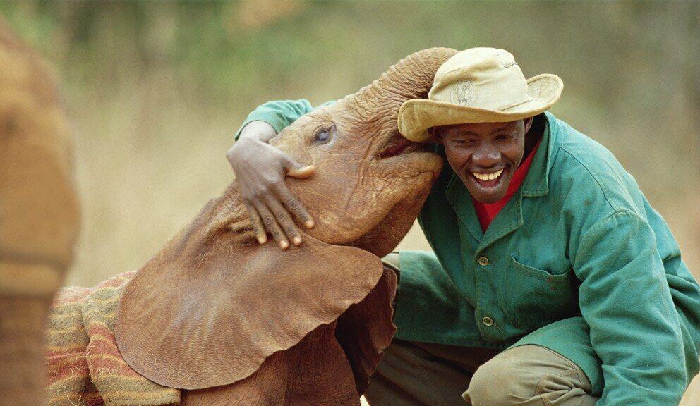 An elephant calf playfully licking its dedicated carer at David Sheldrick Wildlife Trust, Kenya.