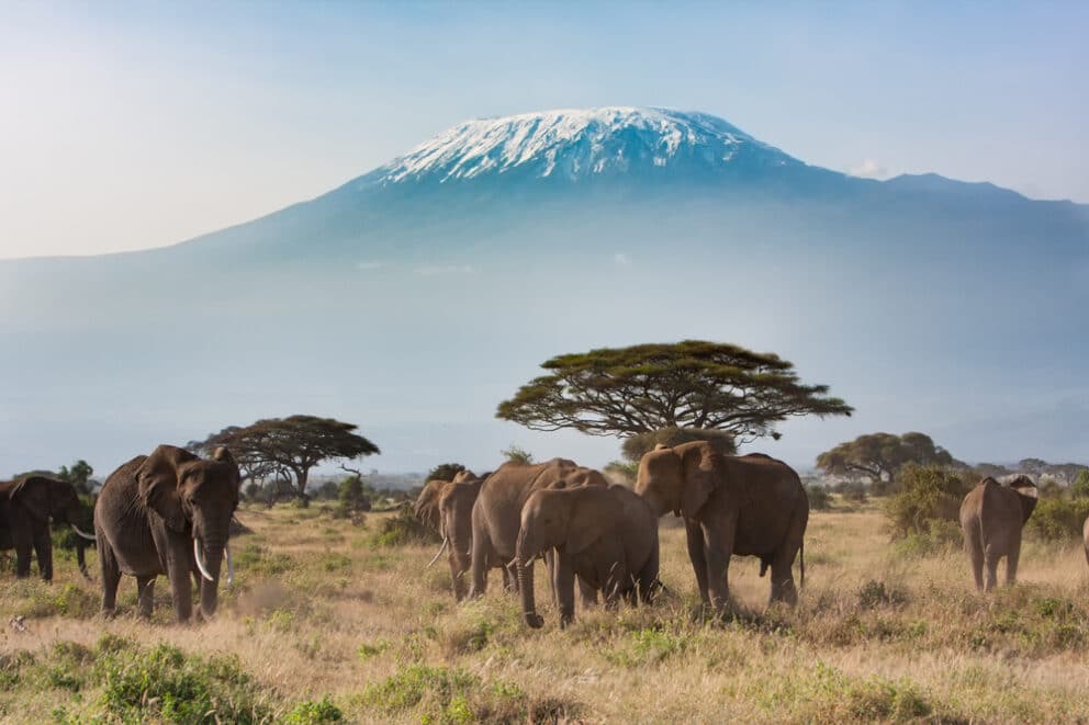 Elephants with Mount Kilimanjaro in the background in Amboseli National Park, Kenya.