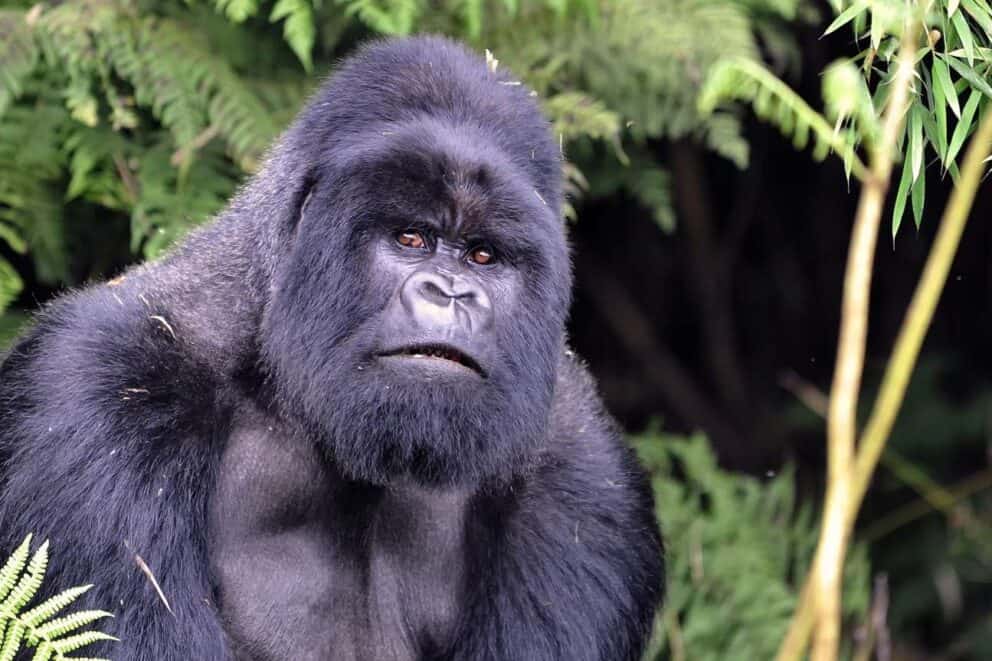 Mountain gorilla in Rwanda.