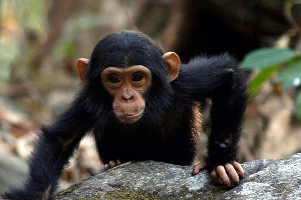 A young chimpanzee in Mahale Mountains National Park, Tanzania.