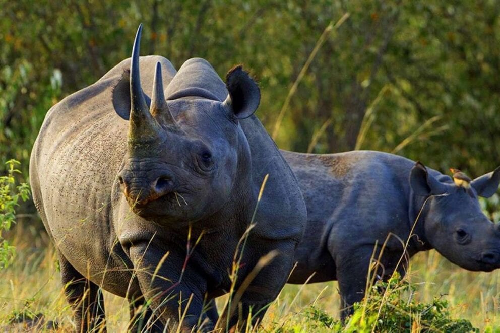 Black rhino with a calf in Kenya.