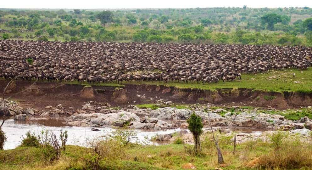 Wildebeest crossing the Grumeti river during the Great Migration, Tanzania.