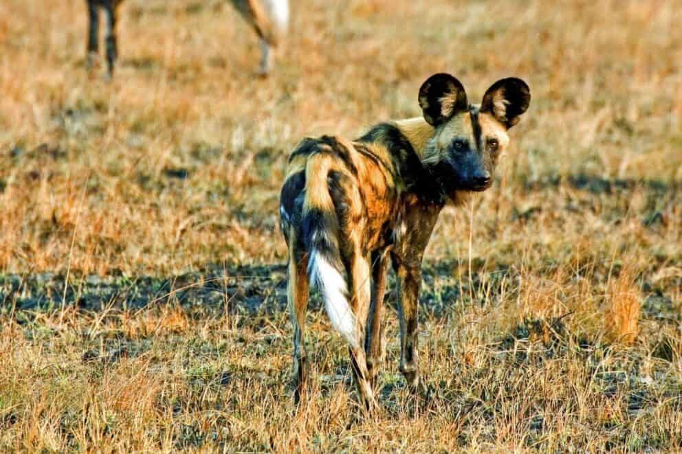 African wild dog in the Serengeti National Park, Tanzania.