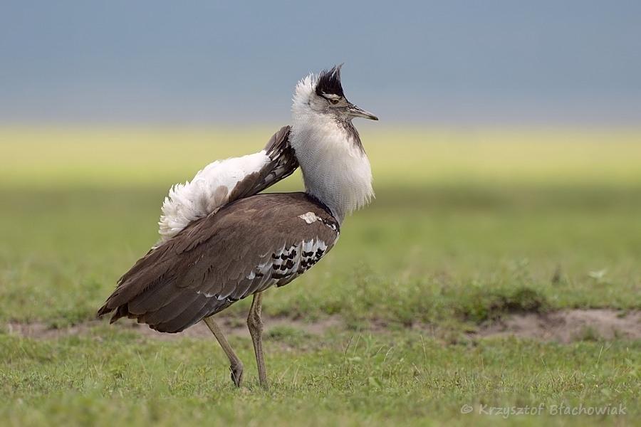 The Kori bustard as seen on a birding safari