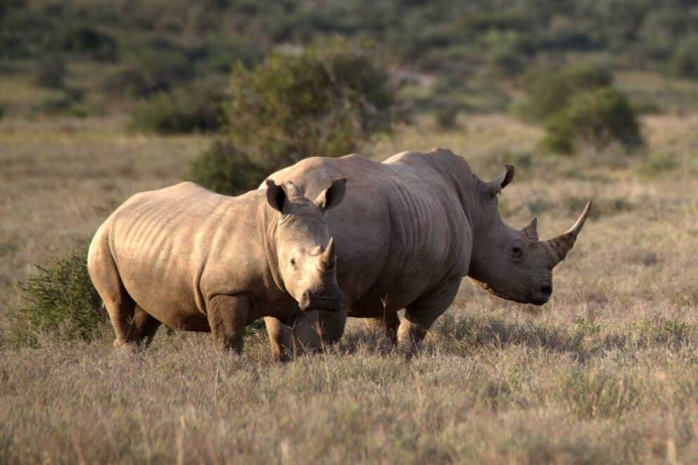Rhinos roaming in Namibia.