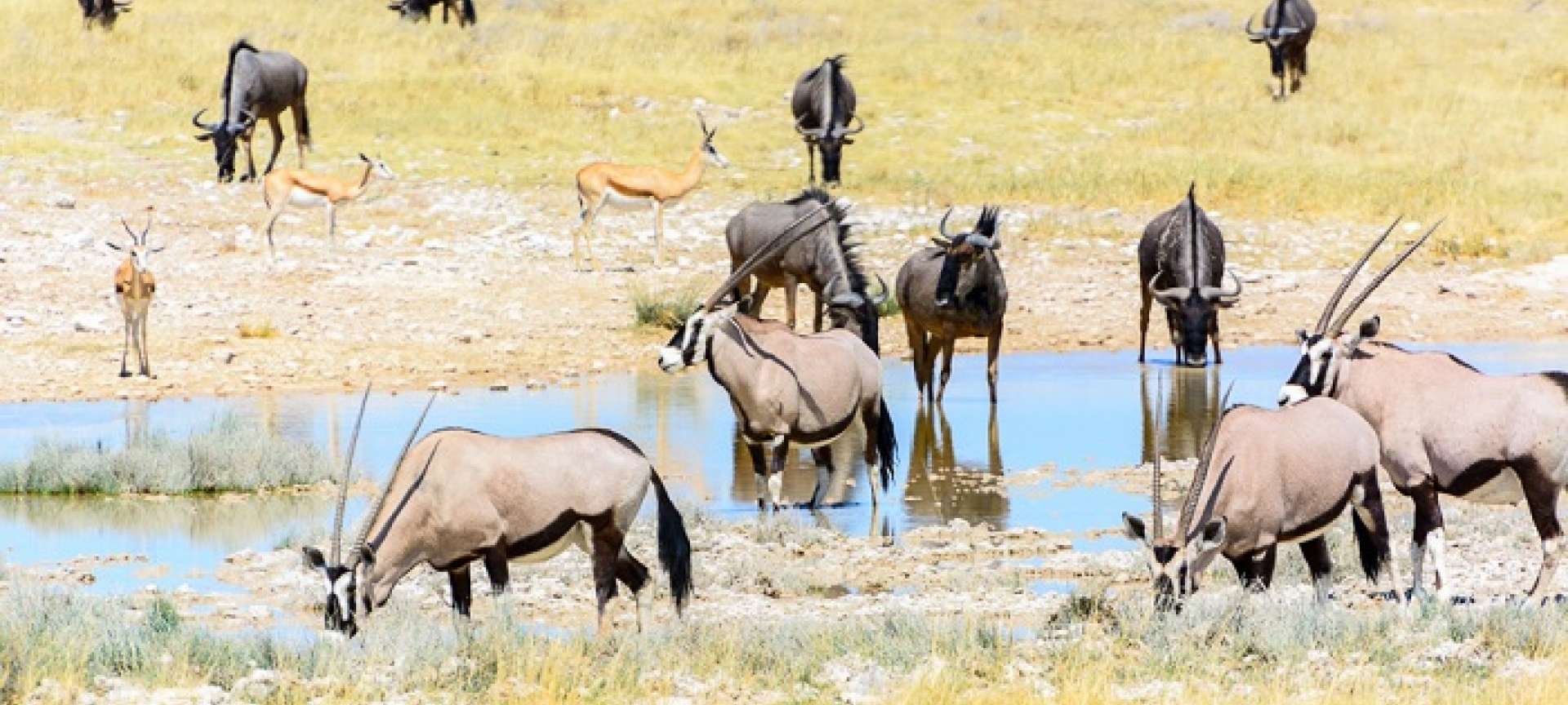 Animals having a drink at a waterhole in Etosha National Park at Etosha Safari Lodge.