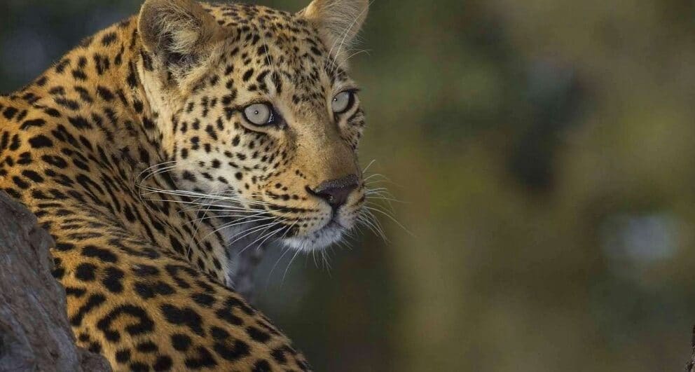 Safari photography: an amateur’s guide to getting your first wildlife shot