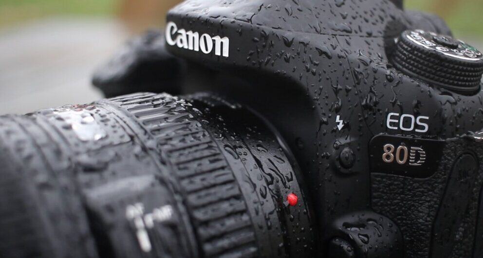 Safari photography: an amateur’s guide to getting your first wildlife shot