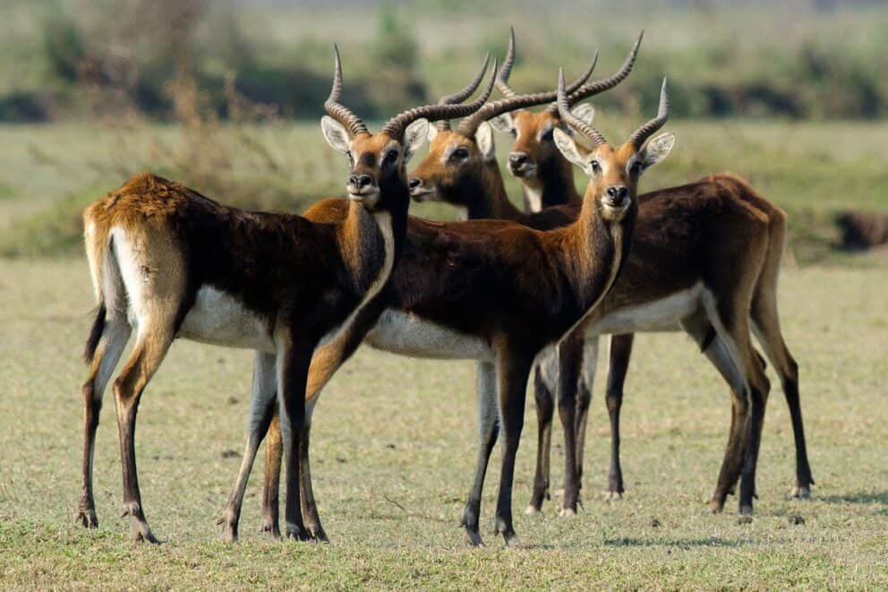 Black Lechwe in Zambia