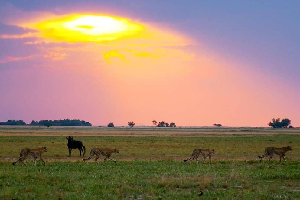 Cheetahs cross the plains in Liuwa National Park, Zambia.