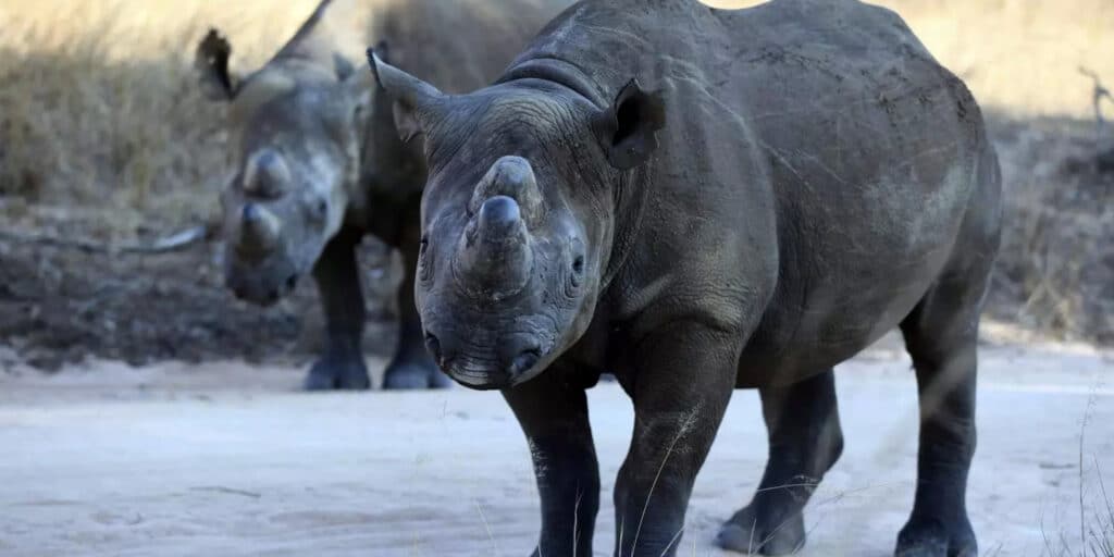 Black rhinoceros in North Luangwa National Park Zambia