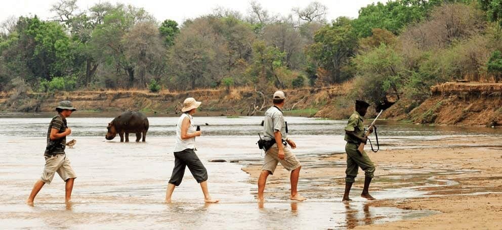 A guided walking safari in Zambia passes a hippo.