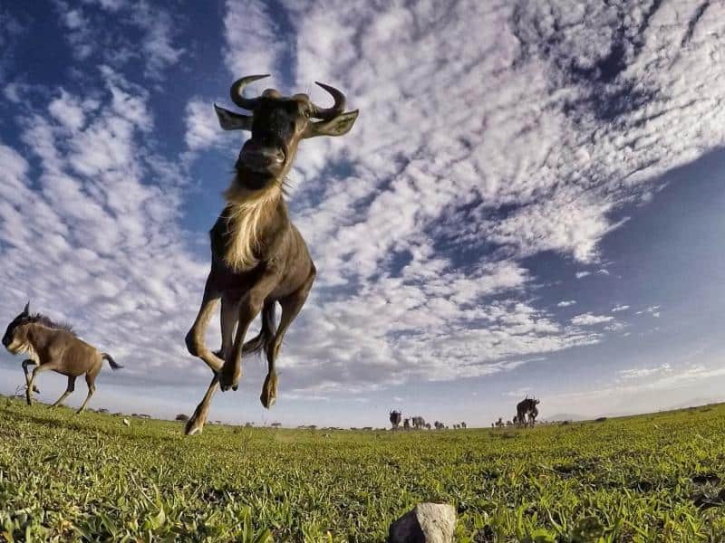 Lodge of the Month, Mbalageti Serengeti Lodge